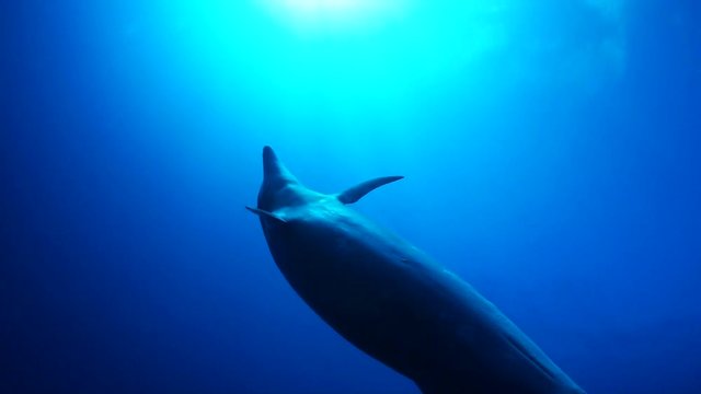 Dolphin