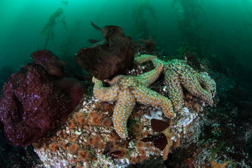 Starfish and Kelp Forest in Monterey Bay
