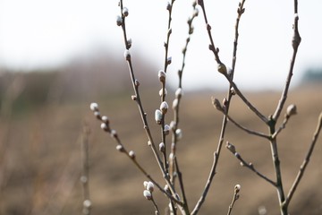 Beautiful pussy willow flowers branches growing on willow.