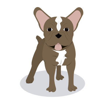 French bulldog design , vector illustration