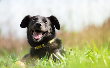 Happy adopted mixed breed dog in garden - obrazy, fototapety, plakaty