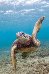 Photo sur Plexiglas Tortue La tortue de mer verte d& 39 Hawaï, espèce en voie de disparition, naviguant dans les eaux chaudes de l& 39 océan Pacifique