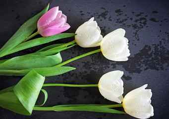 Bouquet of pink and white tulips on wet black background, close up