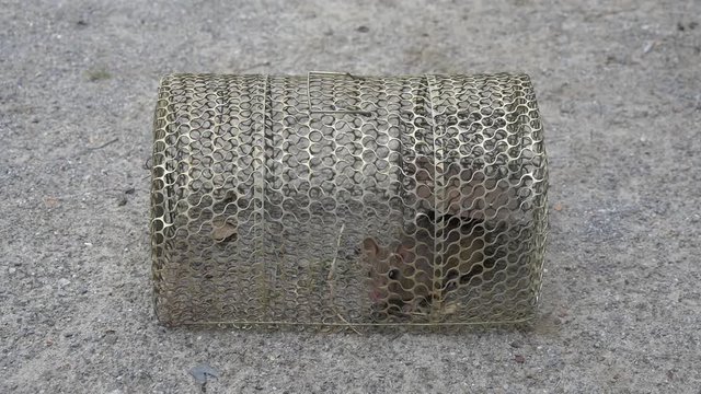 A rat caught in a cage