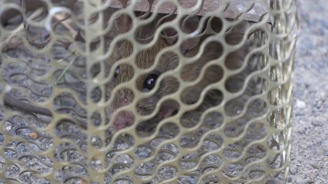 Rat looks behind bars