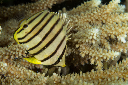 Eight-banded butterflyfish.
