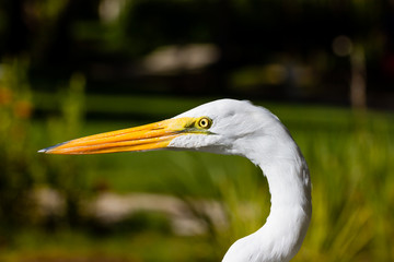Heron