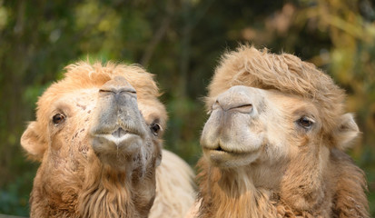 Fototapeta premium happy camels