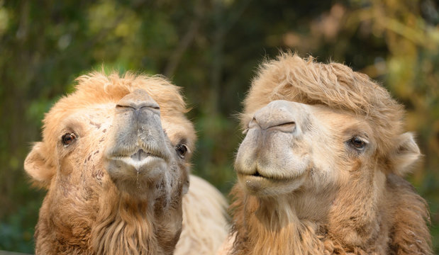 happy camels
