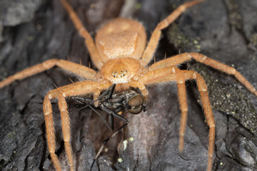 Running crab spider, Philodromus fuscomarginatus feeding on caught fly
