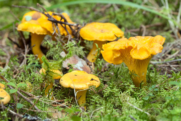 Chanterelle, Cantharellus cibarius growing among moss