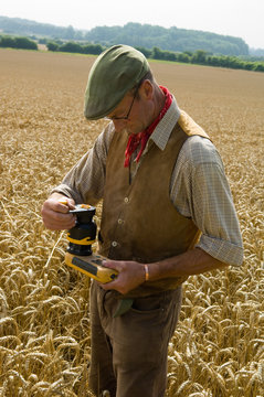 Farmer testing in field of wheat
