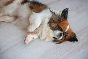 Cute dog lying on wooden floor indoors