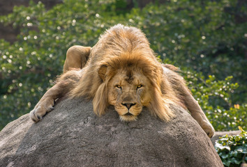 African lion