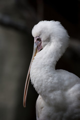 African spoonbill