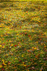 abstract view of colorful fall foliage