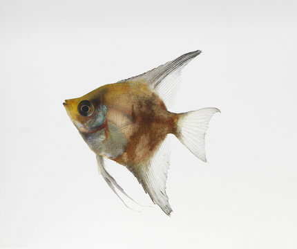 Freshwater Angelfish