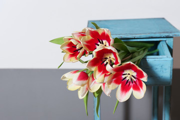 Bouquet of variegated tulips in drawer near striped wall