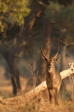 Portrait of alert waterbuck bull (Kobus ellipsiprymnus ), Mana Pools National Park, Zimbabwe