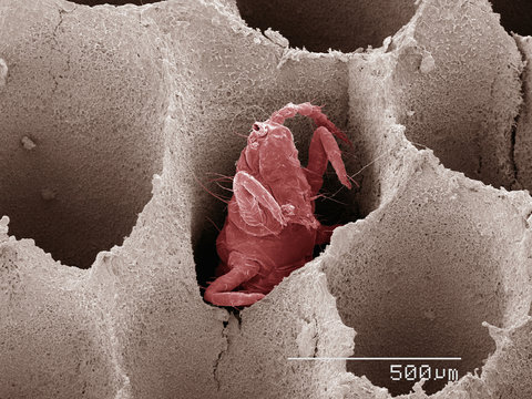 Coloured SEM of thunderbug (Thysanoptera) in bracket fungus