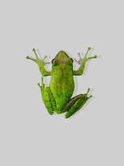 frog isolate and white backgrounds 
