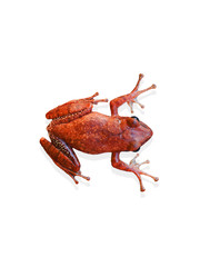 frog isolate and white backgrounds 