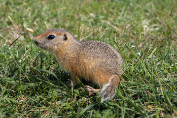 Young Gopher in a green summer grassland.