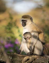 Vervet monkey parenting