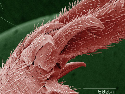 Coloured SEM of house cricket (Acheta domesticus) leg spurs