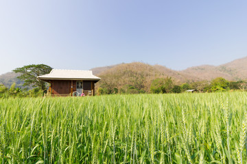 green wheat field