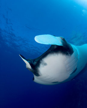 Cephalic lobes of manta ray.
