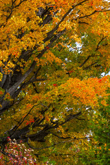 abstract view of colorful fall foliage