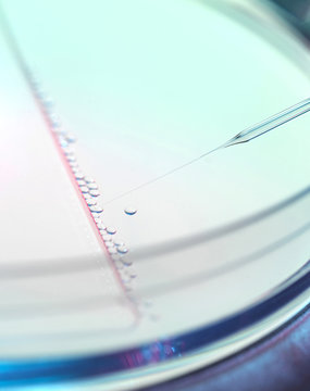 Several embryonic stem cells during nuclear transfer process used in therapeutic cloning for tissue replacement