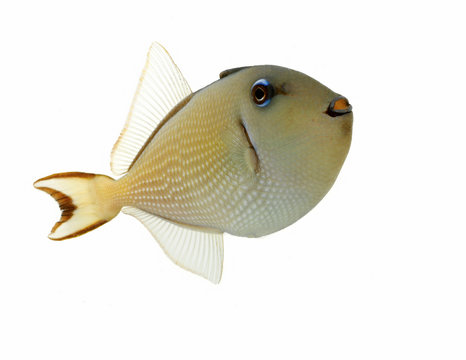 Triggerfish