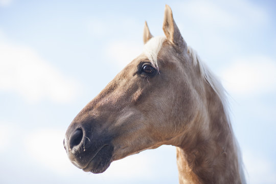 Low angle portrait of palomino horse