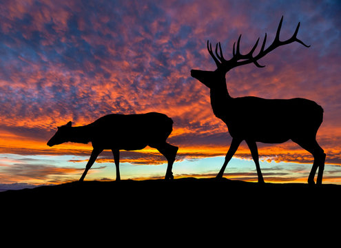 Silhouette of Two Red Deer Elk at Sunset