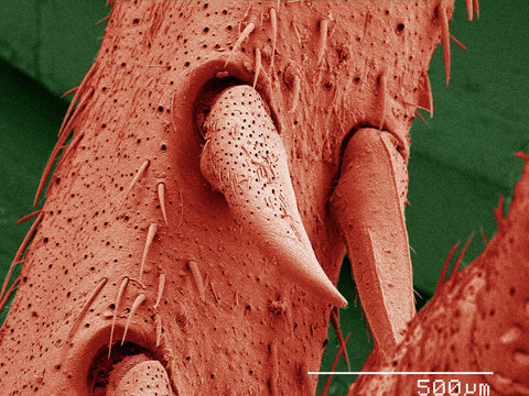 Coloured SEM of house cricket (Acheta domesticus) leg spurs