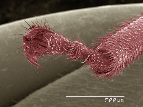 Coloured SEM of spittlebug (Cercopidae) leg