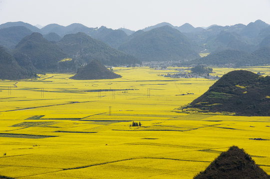 Fields between mountains with yellow blooming oil seed rape plants, Luoping,Yunnan, China