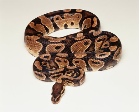 Royal Python/ Ball Python (Python regius), studio shot