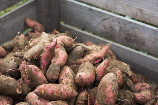 Tub of sweet potatoes