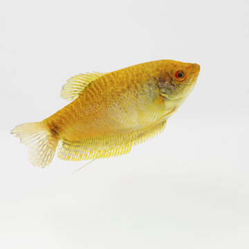 Gourami