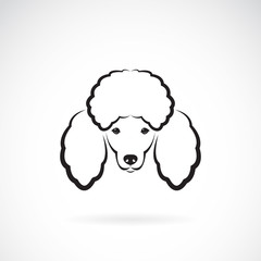Vector image of an dog poodle face on a white background