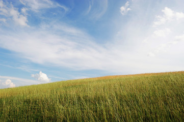 grassland and above sky in wild area
