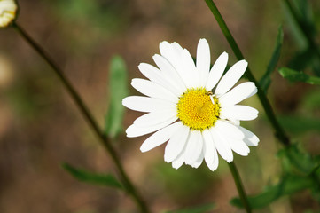 Obraz premium Schöne Kamille