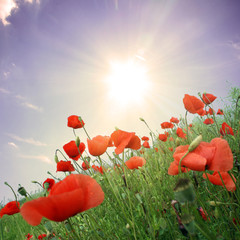 Fototapeta premium Feld mit roten Mohnblumen im Sommer