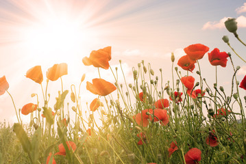 Fototapeta premium Feld mit roten Mohnblumen im Sommer