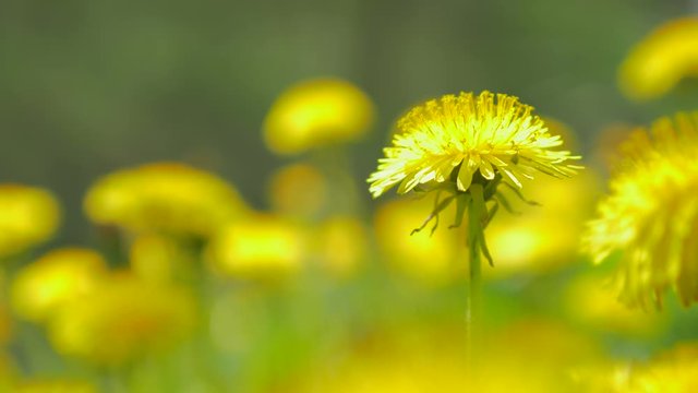 Shallow DOF Taraxacum officinale yellow plant field 4K 2160p UltraHD footage - Dandelion field yellow flower natural environment background 4K 3840X2160 UHD video