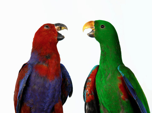 Eclectus Parrots