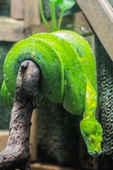 Green Python, snake